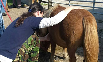 membership to equine shiatsu Association